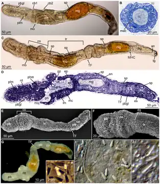 Meioglossus psammophilus, un Harrimaniidae