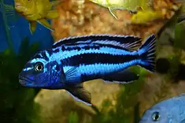 coloration très soutenue, donc probablement mâle