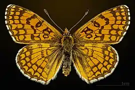 ♂ Face dorsale MHNT