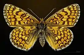 ♀ Face dorsale MHNT