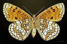 ♀  △ Face ventrale  MHNT