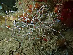 Une gorgone réticulée (Melithaea variabilis)