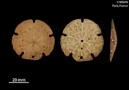 Mellitella stokesii (Mellitidae).