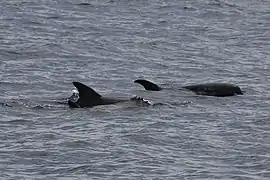 Dauphins d'Électre en mer de Bohol.