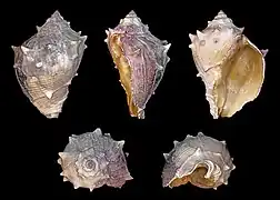 Melongena consors, un Melongenidae