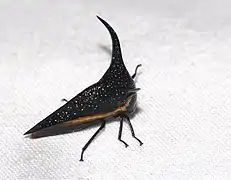 Hemikyptha durantoni