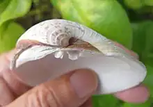 Valve gauche de Mercenaria campechiensis montrant son umbo, la lunule à sa droite et l'écusson à sa gauche