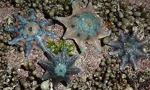 Certaines étoiles de mer aberrantes comme Meridiastra calcar ont 8 bras, mais cette symétrie est secondaire.