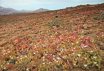 Fuerteventura, îles Canaries