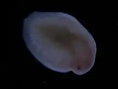 Mesostoma productum, un Typhloplanidae