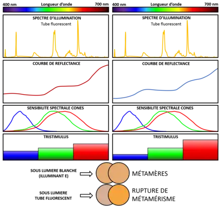 Rupture du métamérisme de deux couleurs de surface sous éclairage par tube fluorescent.