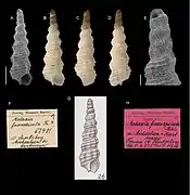 Metaxia fuscoapicata.