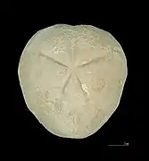 Micraster leskei MHNT