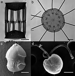(a) Skeletonema dohrnii.