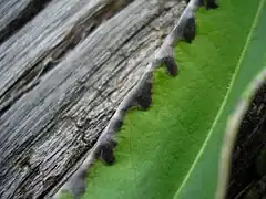 Sores recouvertes de leur membrane gris plomb.