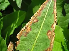 Roussissement des anciennes sores.