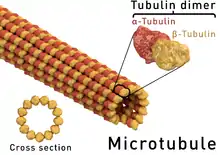 Structure d'un microtubule. La coupe transversale d'un microtubule montre qu'il est constitué de 13 protofilaments.