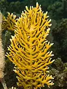 Millepora alcicornis