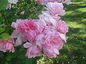 Image illustrative de l’article Milrose