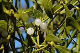 Gui (Viscum album) avec baies