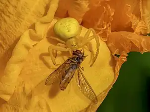 Misumena vatia ayant attrapé une syrphe.