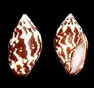 Strigatella litterata