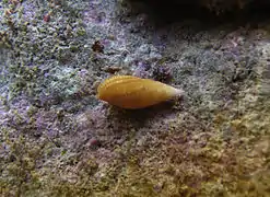 Nebularia pelliserpentis (ou G. boucheti).