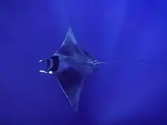 Une raie mobula (Mobula mobular)