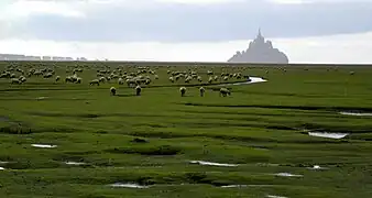 dans la baie du Mont-Saint-Michel