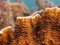 Montipora aequituberculata