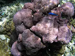 Montipora caliculata