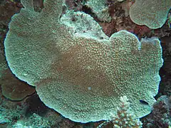 Montipora danae