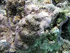 Montipora peltiformis