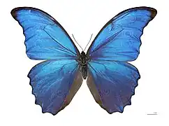Morpho menelaus didius
