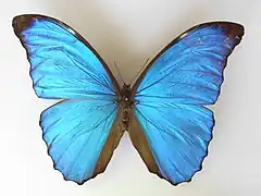 Morpho amathonte (coll. Felix Stumpe, 1860).