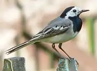 Bergeronnette grise,  Motacilla alba alba