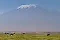 Plaine d'Amboseli devant le Kilimandjaro.