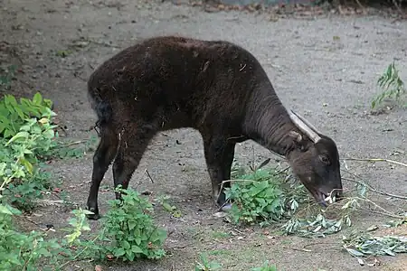 Anoa de montagne (B. quarlesi).