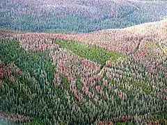 Photographie d'une grande zone de forêt. Les arbres verts sont entrecoupés de grandes où des arbres sont endommagés ou morts, qui prennent une couleur brun-violet et rouge clair.