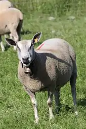 Image illustrative de l’article Boulonnaise