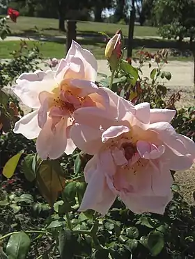 Image illustrative de l’article Mrs Arthur Robert Waddell