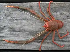 Munida rugosa, un Munididae