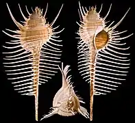« Peigne de Vénus » (Murex pecten)