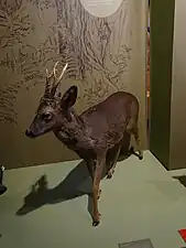 Chevreuil (Capreolus capreolus)