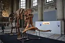 Mammouths, des géants en vallée de l'Eure, 2022.