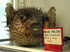 Spécimen naturalisé du Muséum d'histoire naturelle de Dijon, Dijon, France