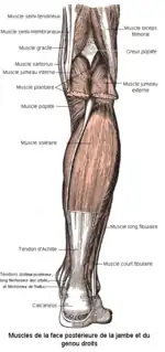 Muscles