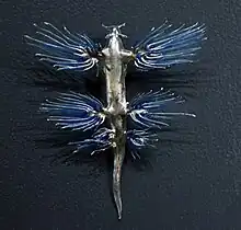 Glaucus atlanticus,Muséum d'histoire naturelle de Genève, Suisse