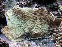 Mycedium elephantotus