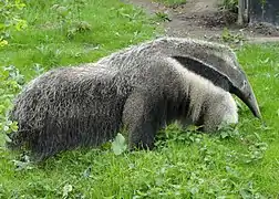 Myrmecophaga tridactyla  (Pilosa)